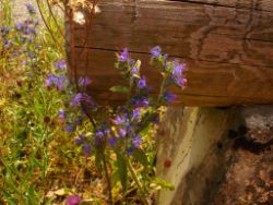 2013-07-20_Regina-F-Rau_Kochel-Rabenkopf (021).JPG